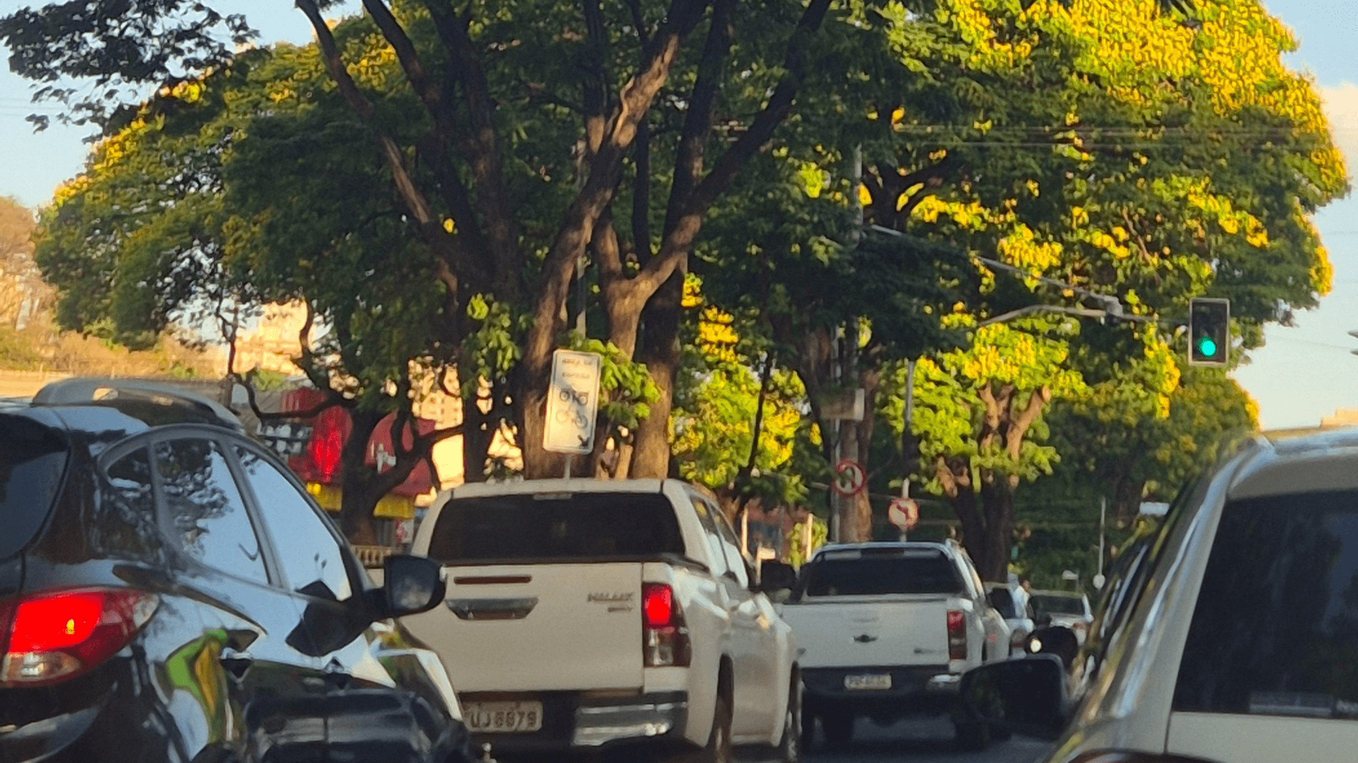 Encontro na AEAARP aborda identificação de árvores urbanas e sustentabilidade